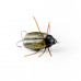 Imago Lures Przynęta Maybug 2,5F Surface Exclusive BK