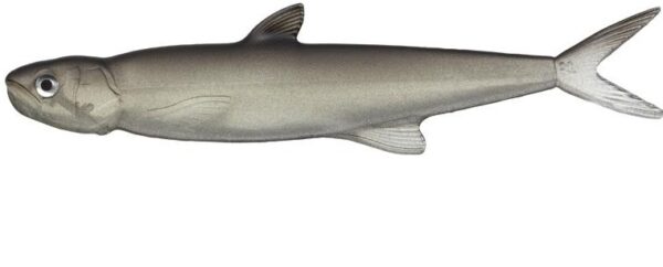 Evergreen Przynęta Guma Last Ace 168mm #57 Trick Shad
